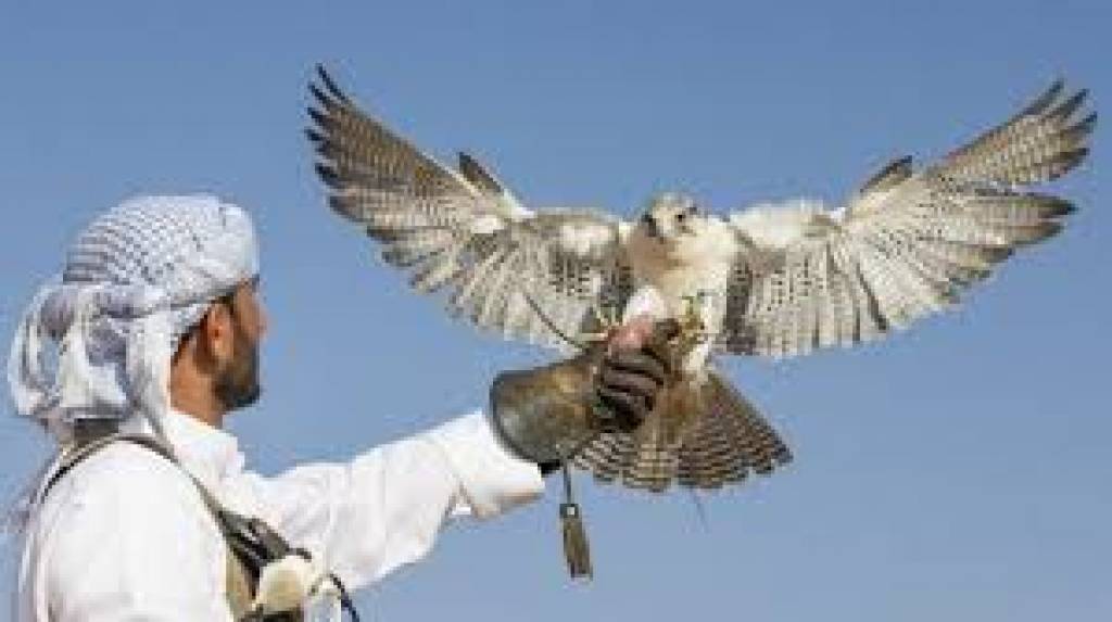 БАА ва Қатарнинг тўрт шайхига Қозоғистон қўриқхоналарида ов қилишга рухсат берилди