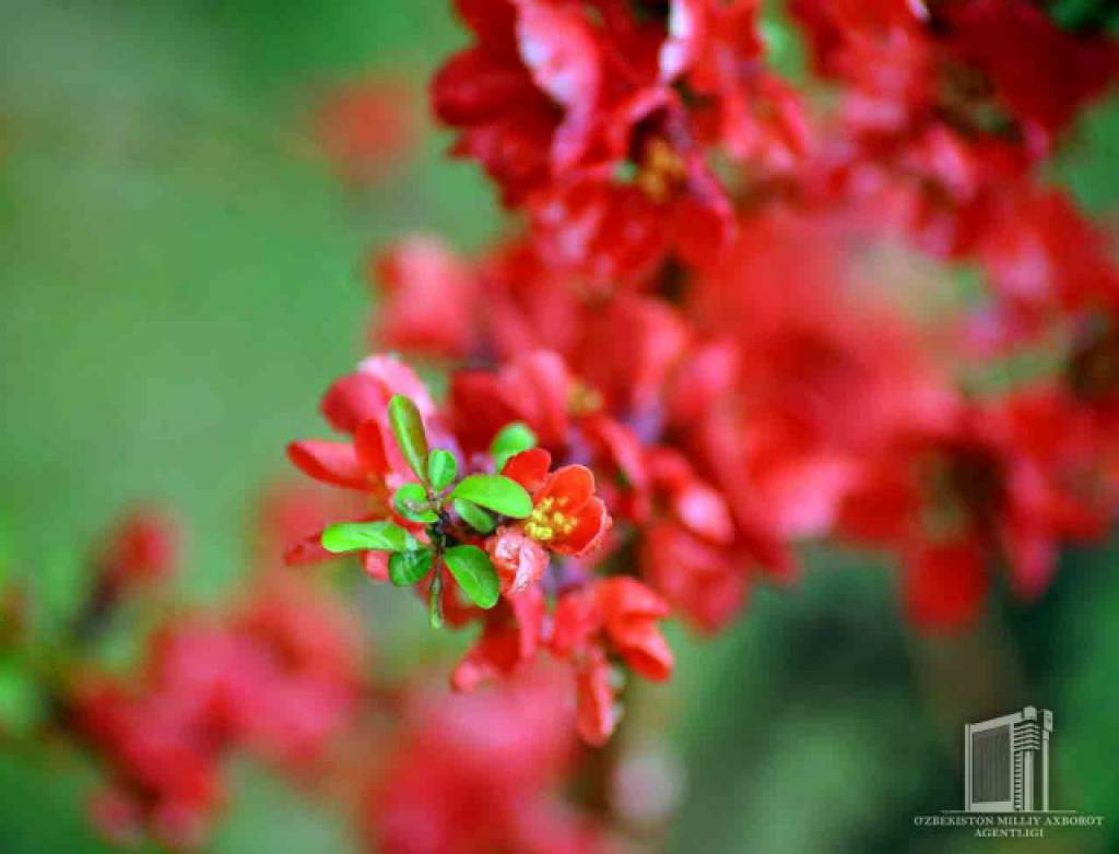 Баҳор ёмғирида ювилган борлиқ