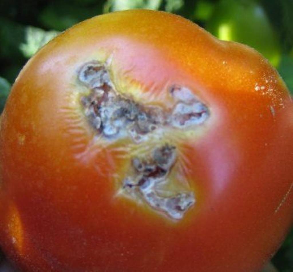 Южноамериканская томатная моль( tuta absoluta )