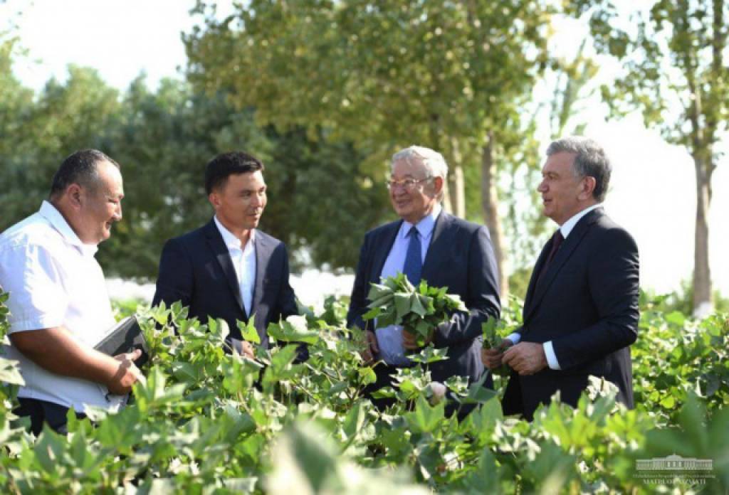 Shavkat Mirziyoyev gʻoʻza rivojini koʻzdan kechirdi
