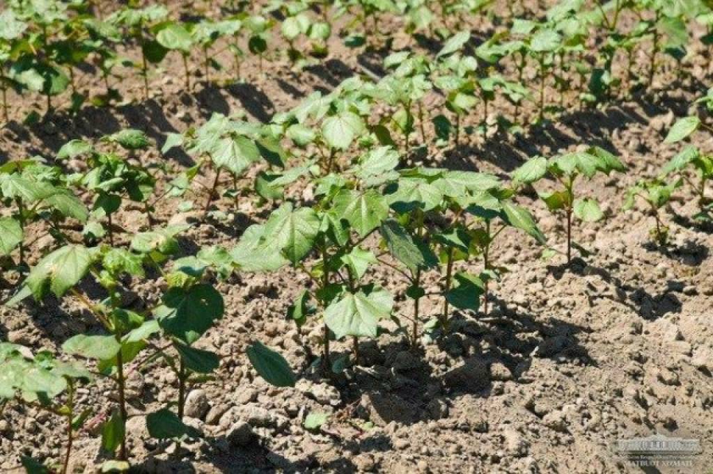 В Андижане испытывают новый метод посева