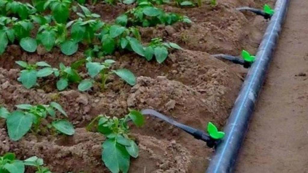 645-236. Капельное выращивание. Капельное выращивание. Капельное выращивание. Капельный полив орошение.
