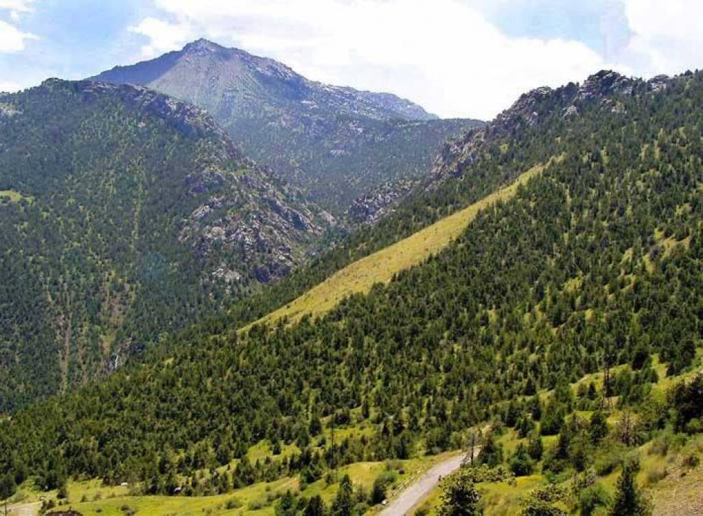 O‘rmon fondi yerlarida ekoturizm loyihalarini amalga oshiruvchi tizim faoliyati yo‘lga qo‘yildi