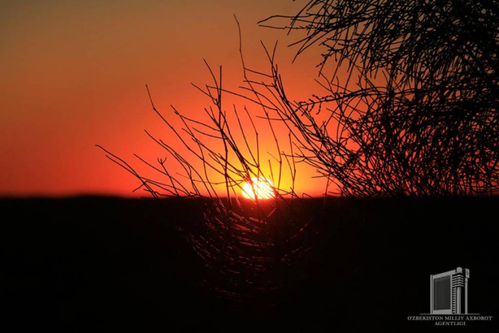 Отлар фото суратлар