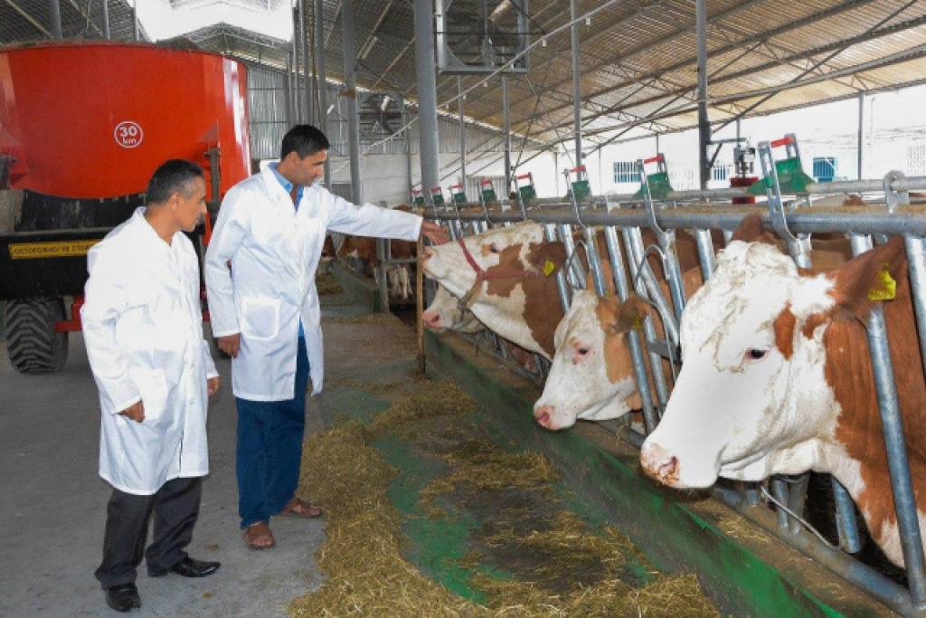 Porno ayollar kokrak uchlari restorandagi oynoqi fohisha