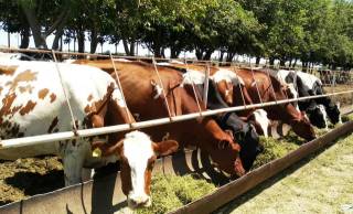 Когон туманида 4 та йирик чорвачилик мажмуаси ташкил этилди