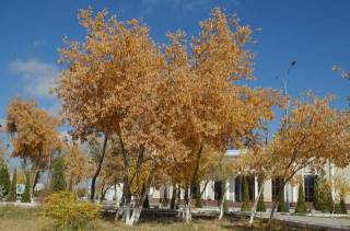 Куз фотоижодкор нигоҳида