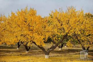 Wonderful Colors of Fall in Uzbekistan’s Zilkha