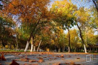 Galerie : les coloris dorés de l’automne