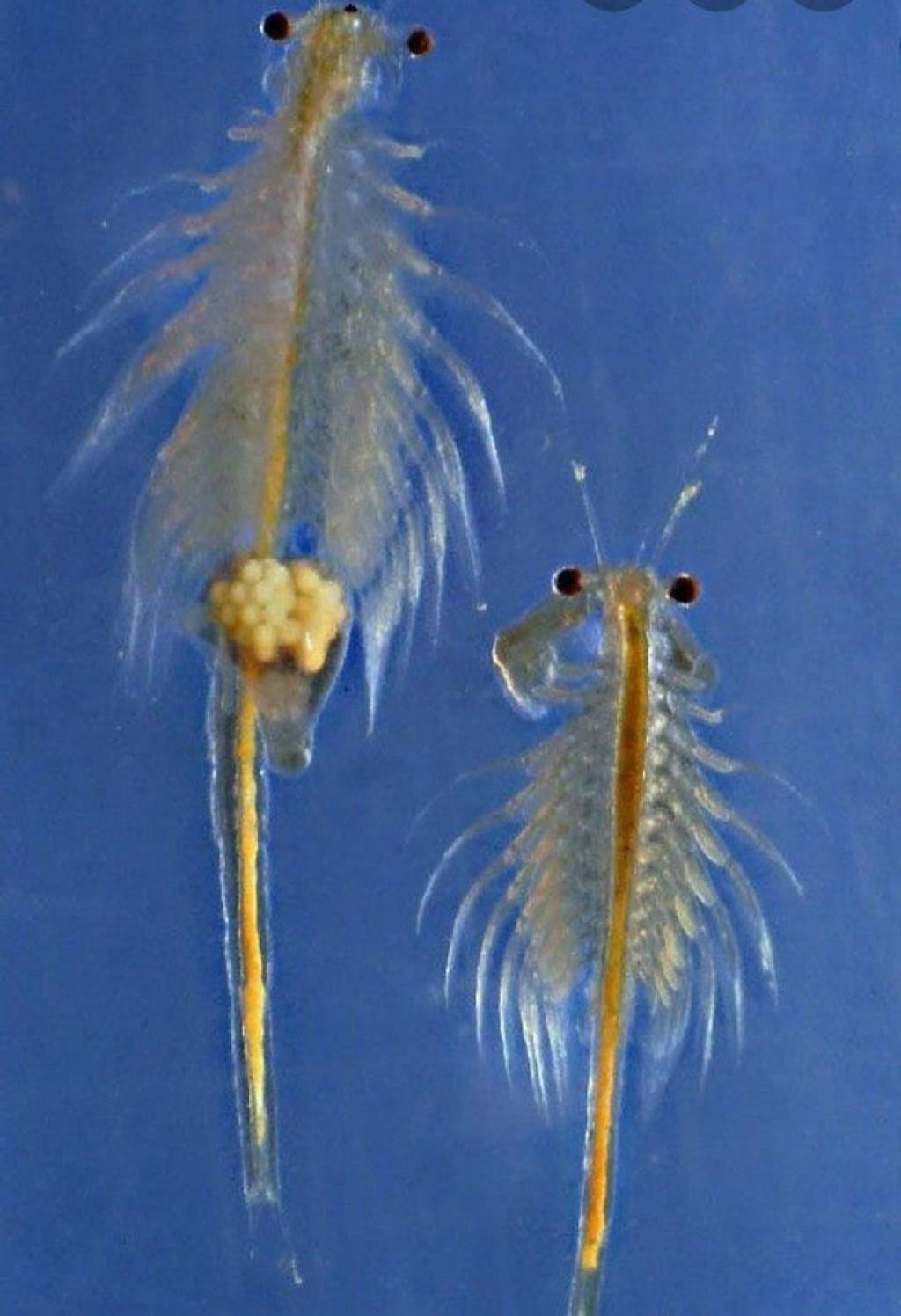 Цисты рачков артемия салина. Ракообразные артемия салина. Артемия салина строение. Рачок артемия салина. Как выглядит артемия.