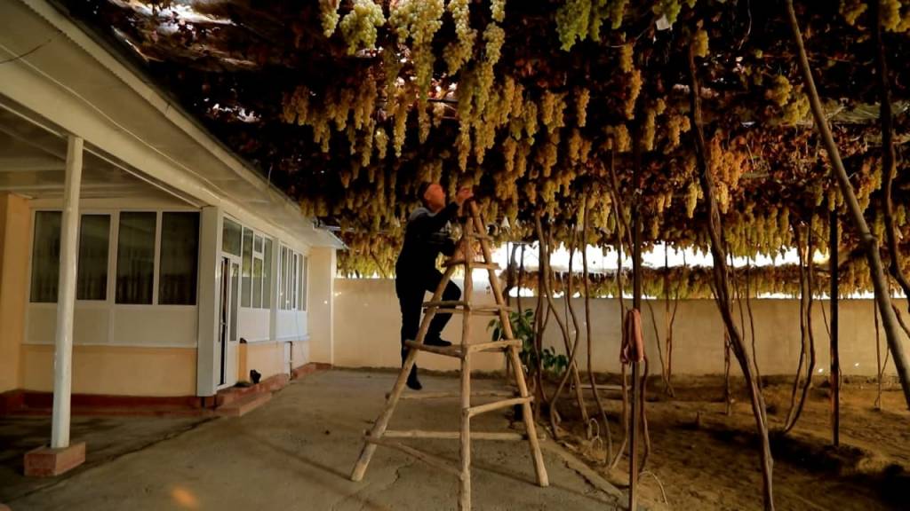 Qishda ham ishkomidan uzum arimaydigan Oltiariqlik dehqonlarning sirlari (+video)