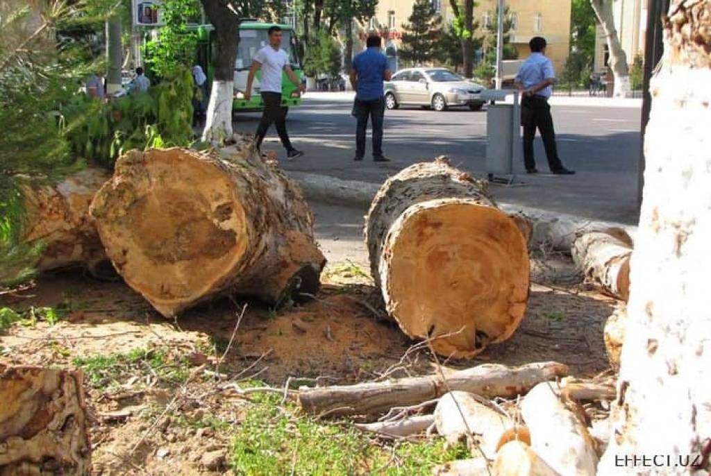 Деревья в ташкенте