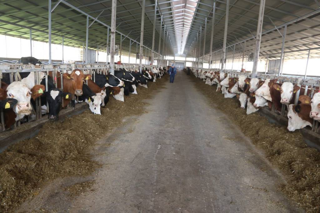 Президент қарори амалда: чорвачиликда замонавий технологиялар