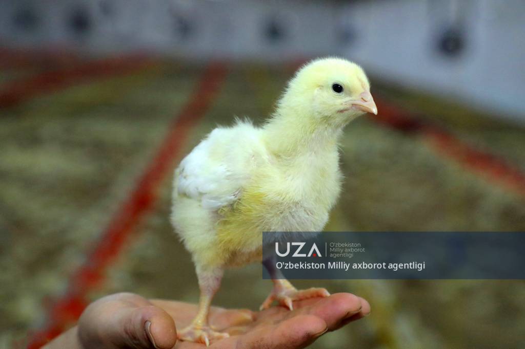 إطلاق 2400 طير حباري إلى الطبيعة في محافظة نوائي