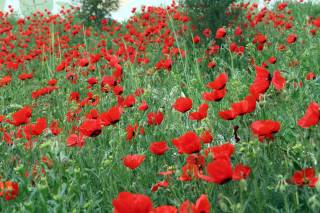 25 апрель куни Ўзбекистоннинг айрим ҳудудларида ҳаво ҳарорати 35 даража иссиқгача кўтарилади