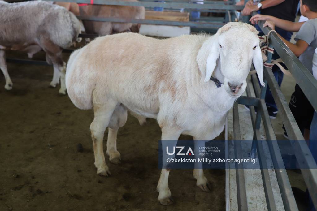 Kum eting kukold com porno onlayn