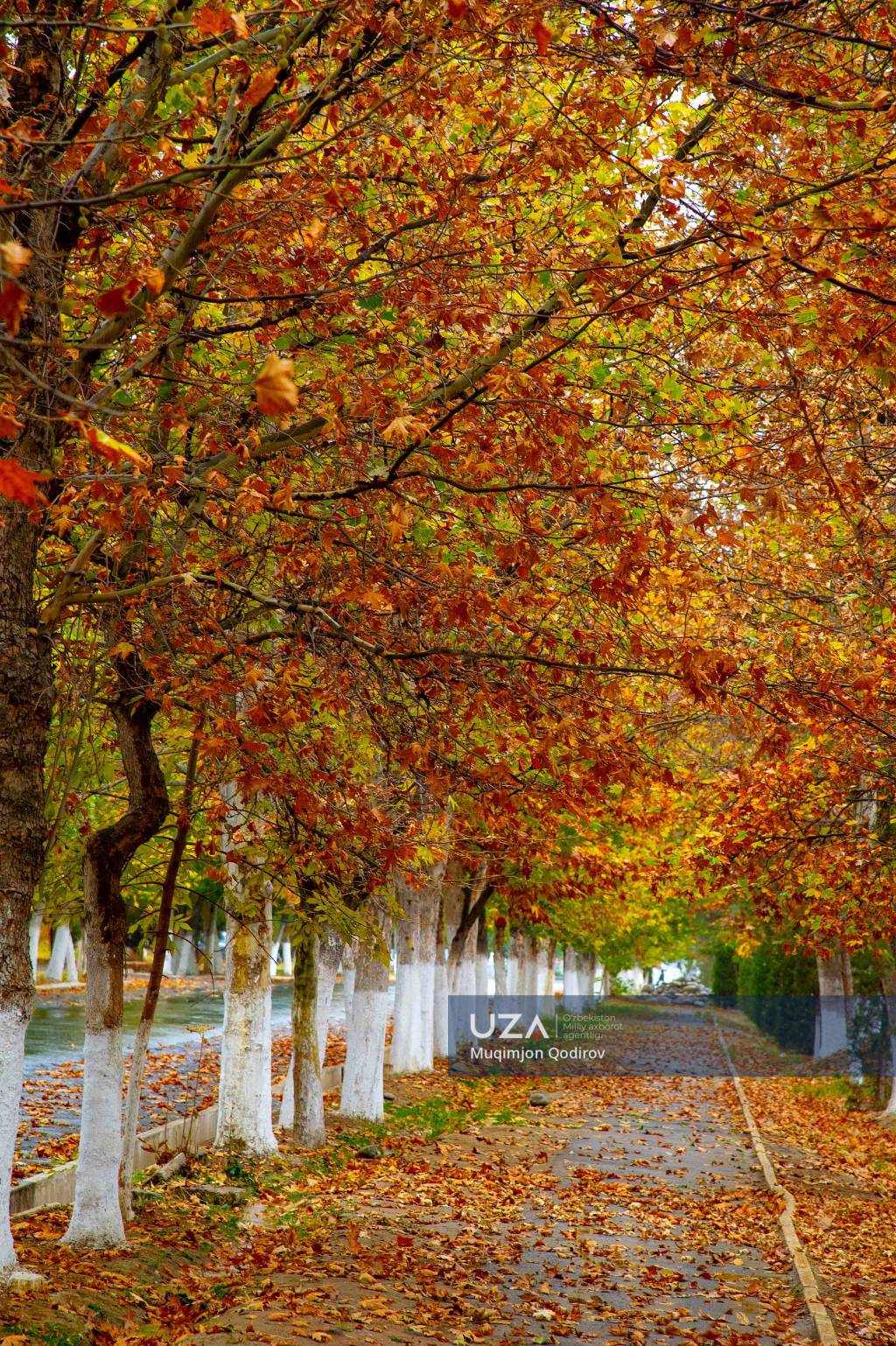 Qalin jinsiy olatni olchamlari