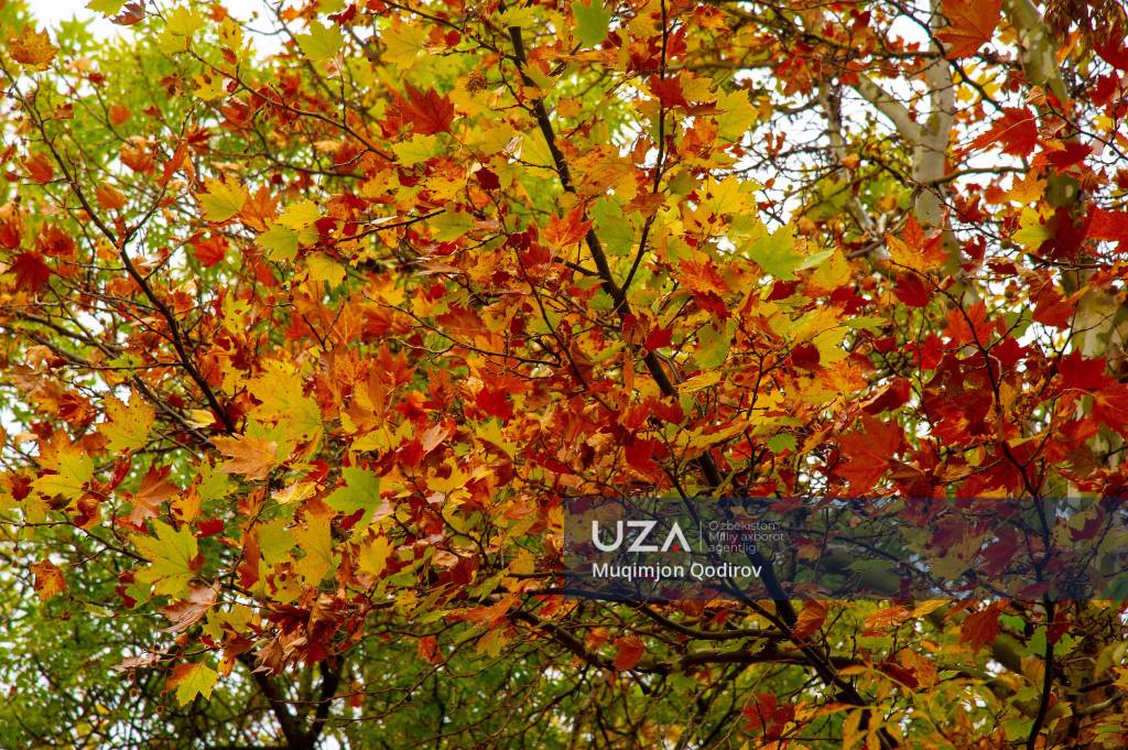 Farg'onada kuz manzaralari | UZA.uz