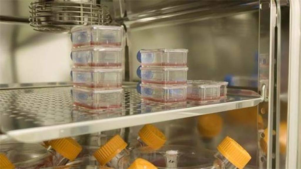 历史上第一次，科学家人工输血