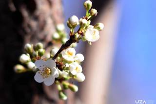 27 март куни кутилаётган об-ҳаво маълумоти