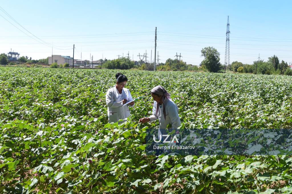 Olomon, u videoni baqirib yuboradi