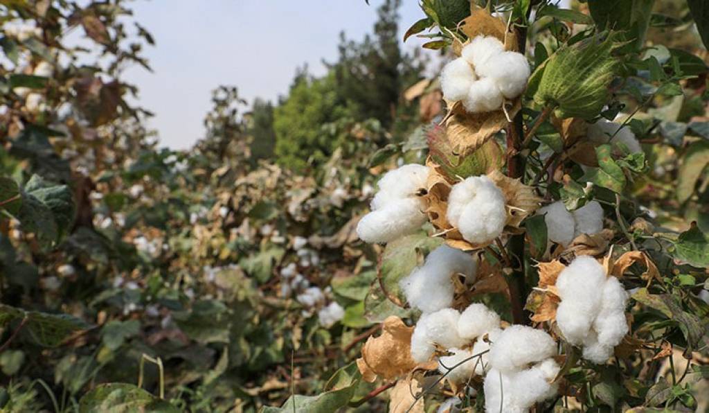 Paxta maydonlarining har gektariga 1 million so‘mdan subsidiya beriladi