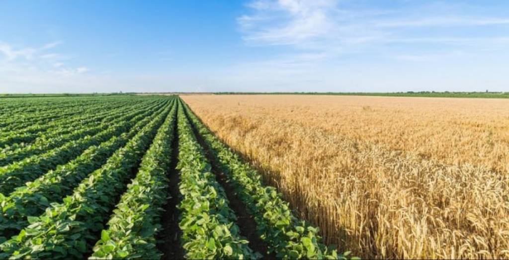 1 gektar ekin maydonidan olinadigan o‘rtacha daromad 42 million so‘mdan 46,5 million so‘mga ko‘tarildi