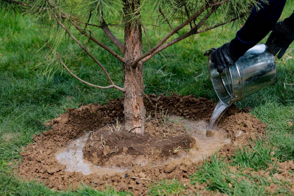 Кўчат қандай экилади?