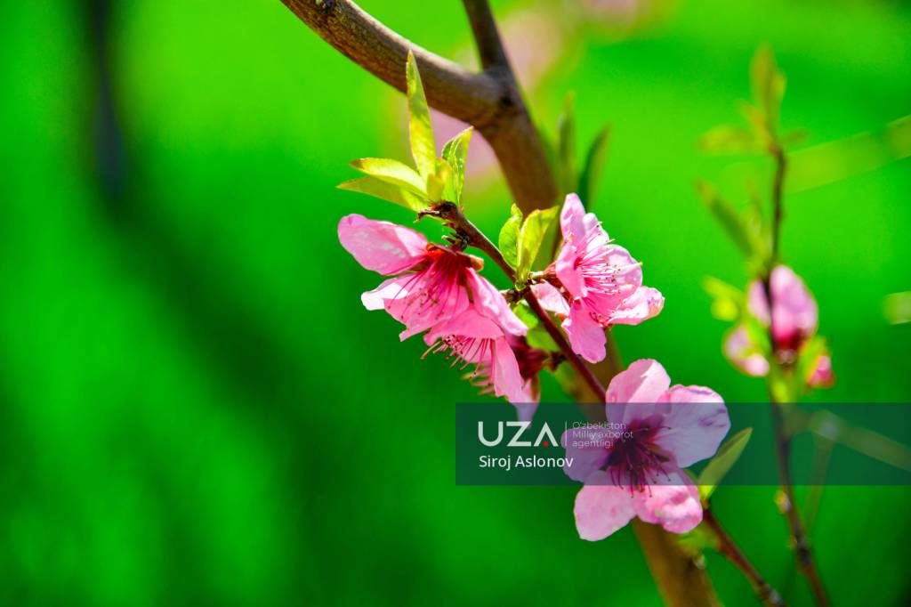 4-aprel kuni kutilayotgan ob-havo ma’lumoti