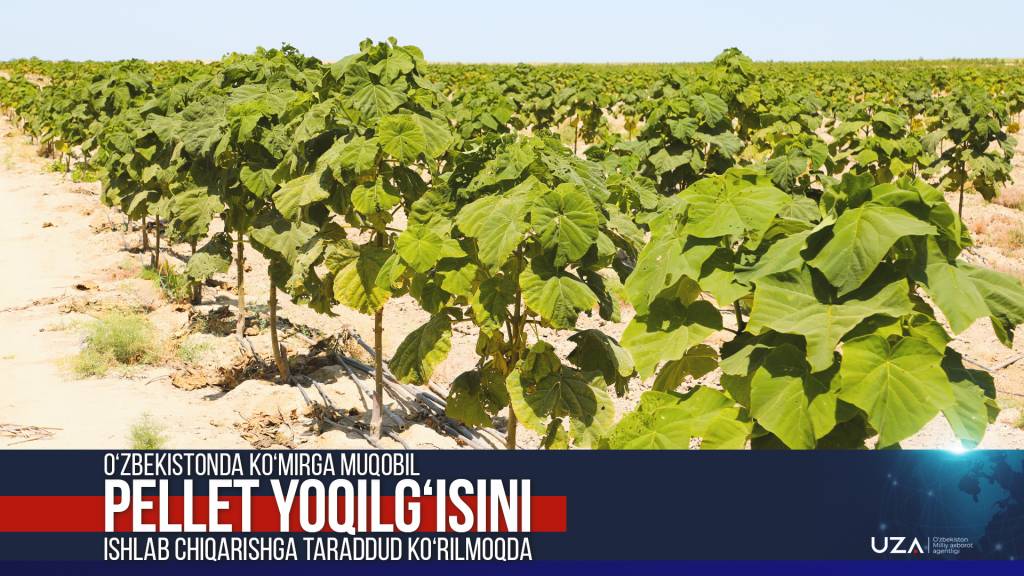 Ўзбекистонда кўмирга муқобил пеллет ёқилғисини ишлаб чиқаришга тараддуд кўрилмоқда (+видео) 