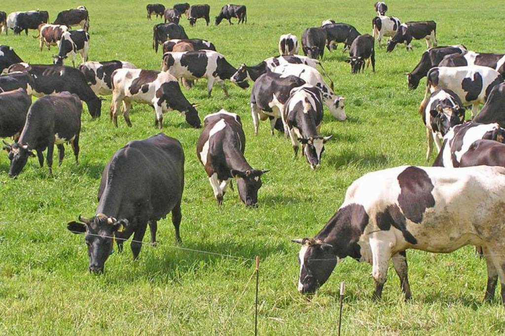 O‘zbekiston aholisining 27 foizi chorvachilik bilan shug‘ullanmoqda