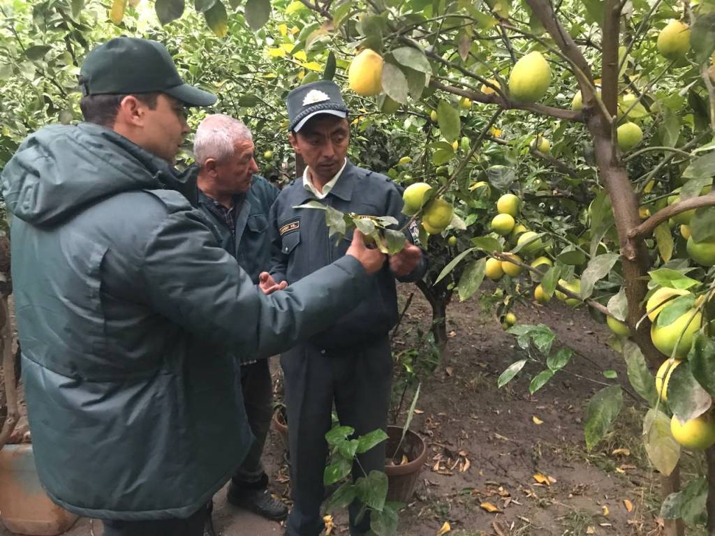 Bandajlangan moyaklar fotosurati