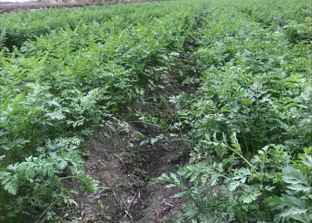 Gey chiroyli erkaklar jinsiy aloqa