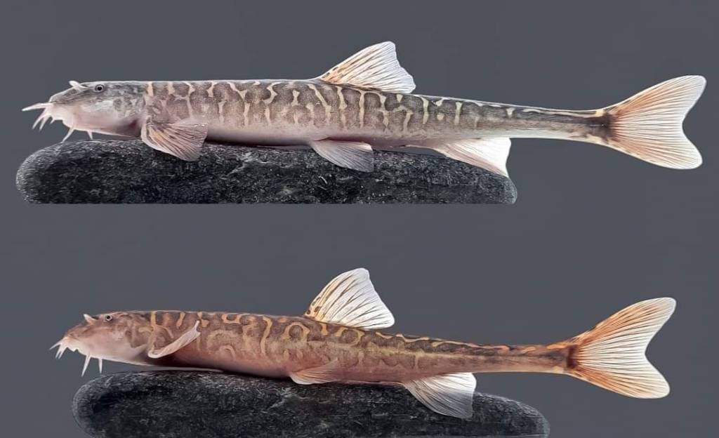 Anusdan juda kop sperma oqib chiqadi