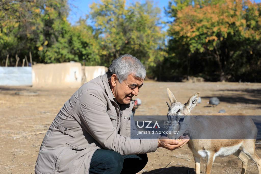 Qashqadaryoda jayronlar qo‘lga o‘rgatilmoqda