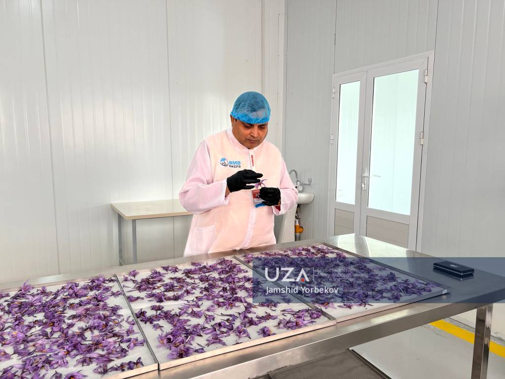 O‘zbek za’faroni Hindistonga ham eksport qilinadi