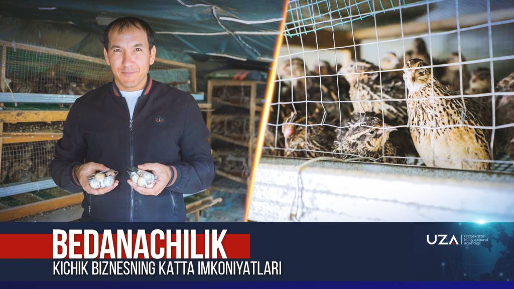 Беданачилик - кичик бизнеснинг катта имкониятлари (+видео)