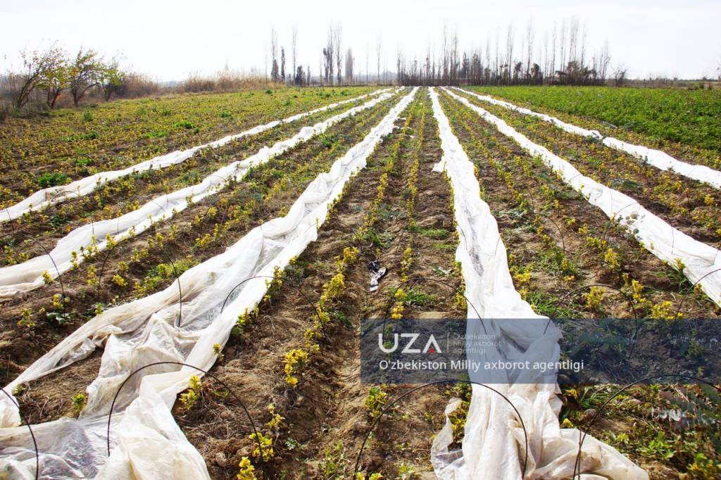 Приусадебное хозяйство - для повышения благосостояния
