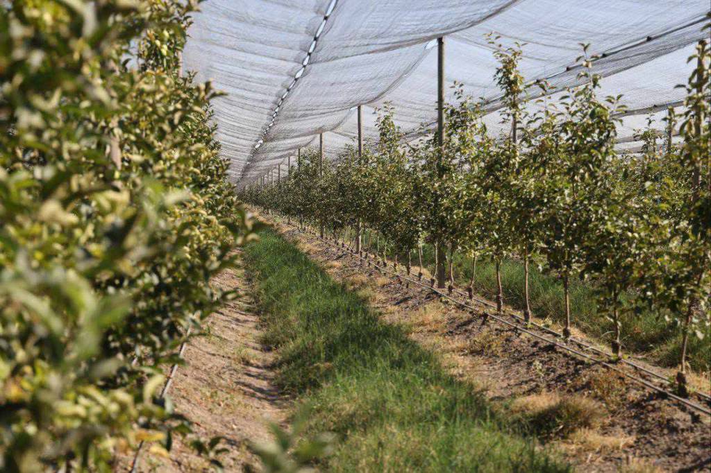 Қишлоқ хўжалиги: маҳсулот етказиш тури ва ҳажми янада ортади