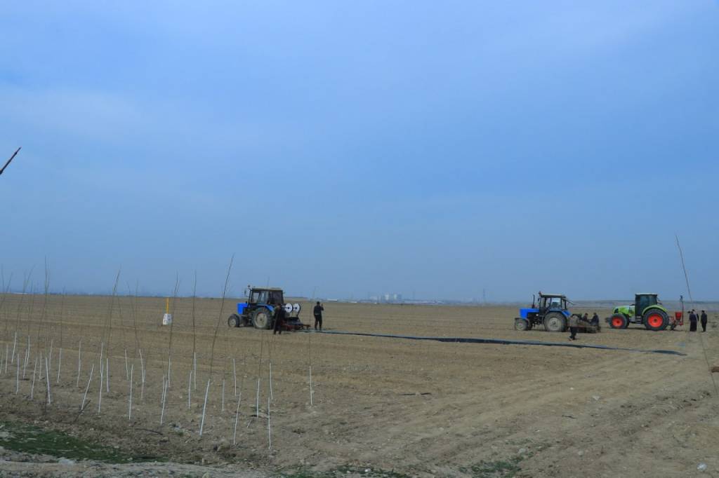 Asakada tut plantatsiyasi barpo etilmoqda