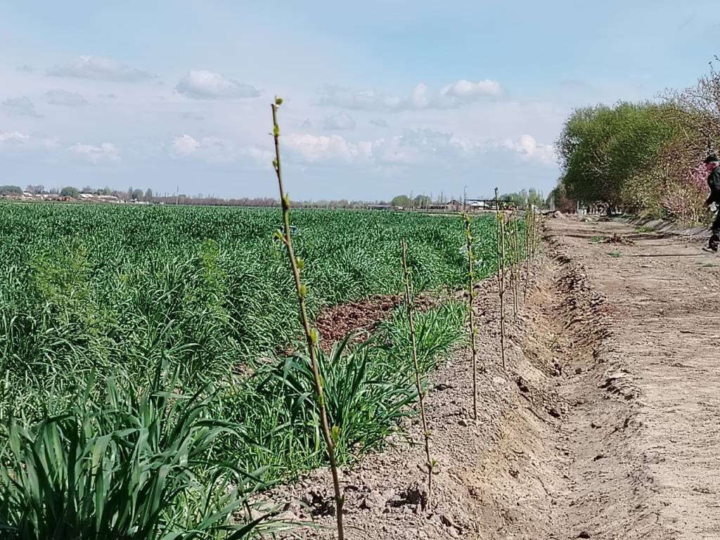 Дала четларидаги ер майдонларидан унумли фойдаланилмоқда