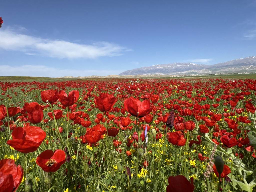 28-aprel kuni kutilayotgan ob-havo ma’lumoti