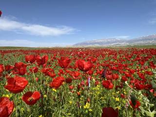 28-aprel kuni kutilayotgan ob-havo ma’lumoti