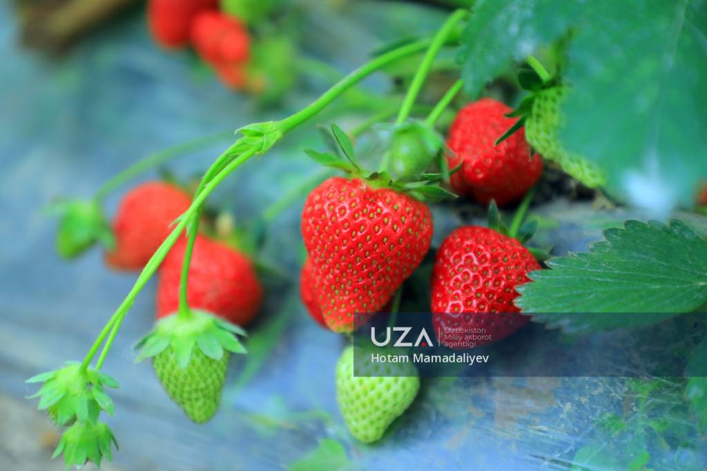 Tabiatda Nessa Devil porno onlayn videolar