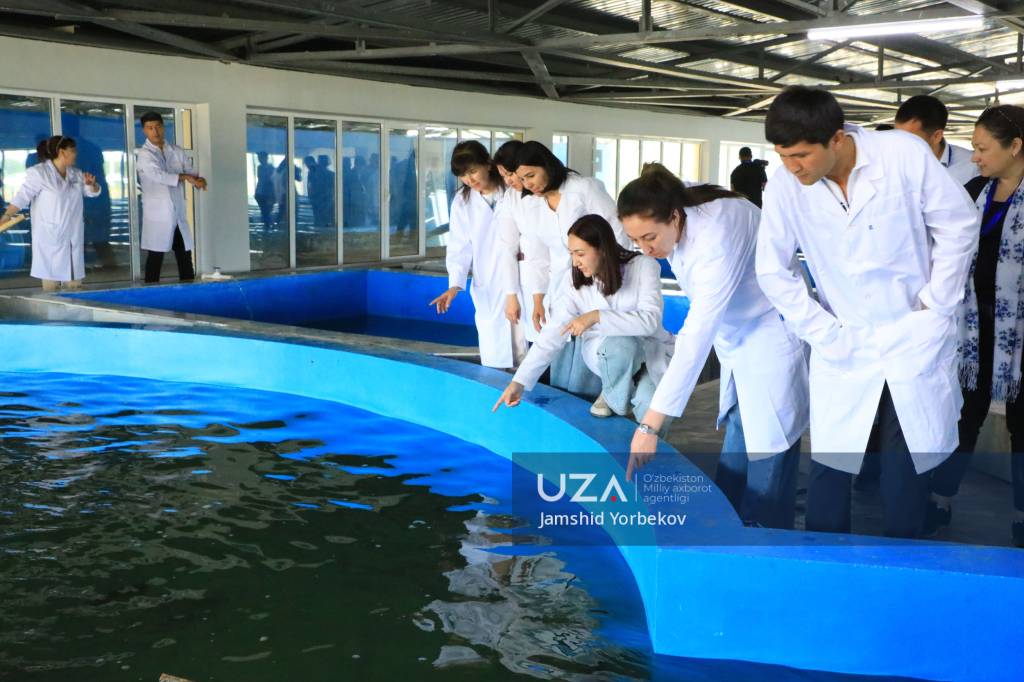 Pastki külotli qizlarning fotosuratlari