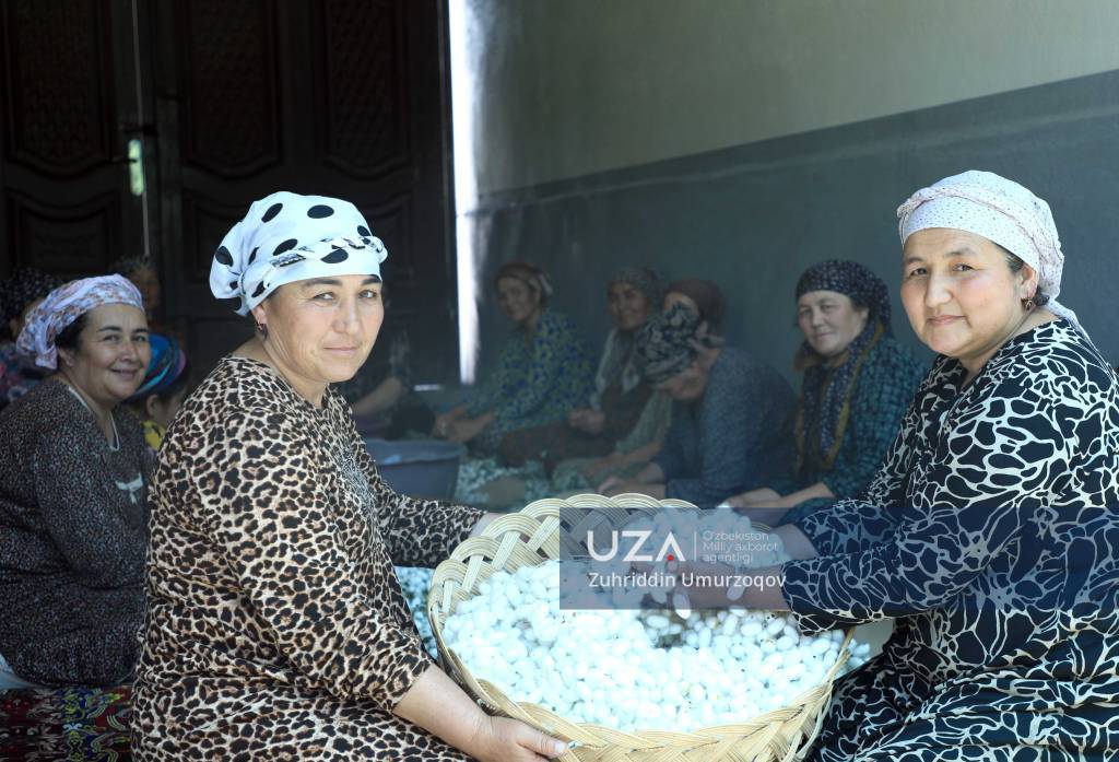 Paxtaobodlik pillakorlarning shashti baland (+video)