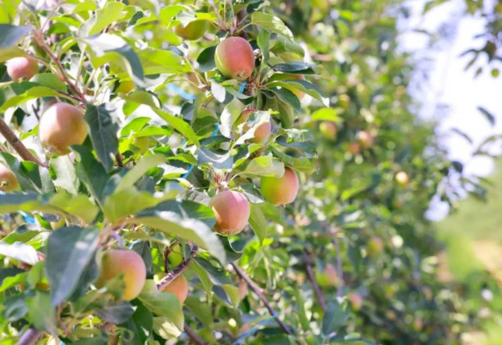 Men bogdorchilik uyushmasining azosiman va menda ikki torrentli elektromobil bor. Men bogdorchilik uyushmasining azosiman va menda ikki torrentli elektromobil bor.