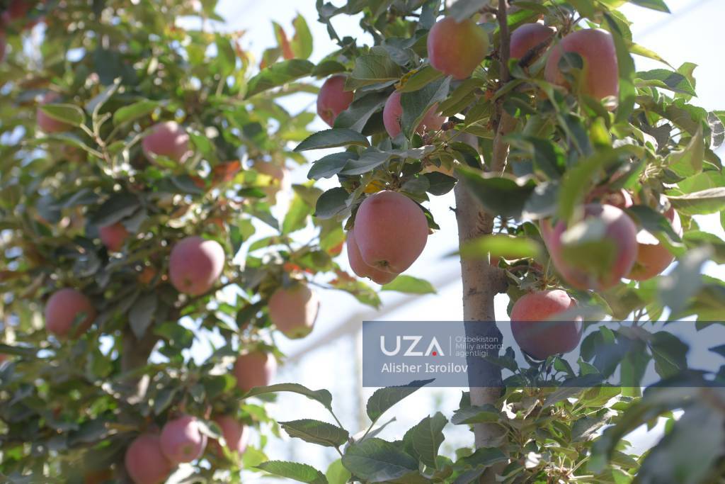 Eski bog‘lar o‘rnida yangi intensiv bog‘lar yaratiladi