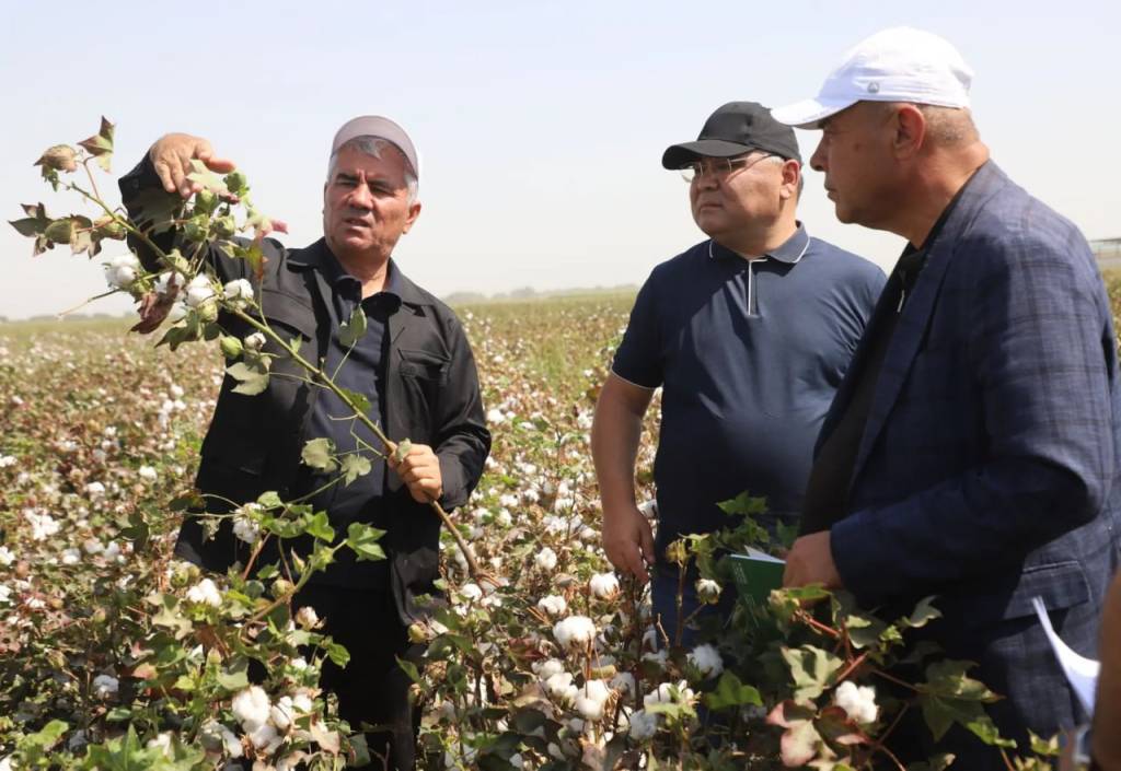 Бухоролик пахтакорлар шартномавий режани бажарди