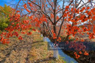 Боғда ҳосил мўл